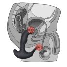  Lovetoy Ijoy Rechargeable P-spot Embracer
